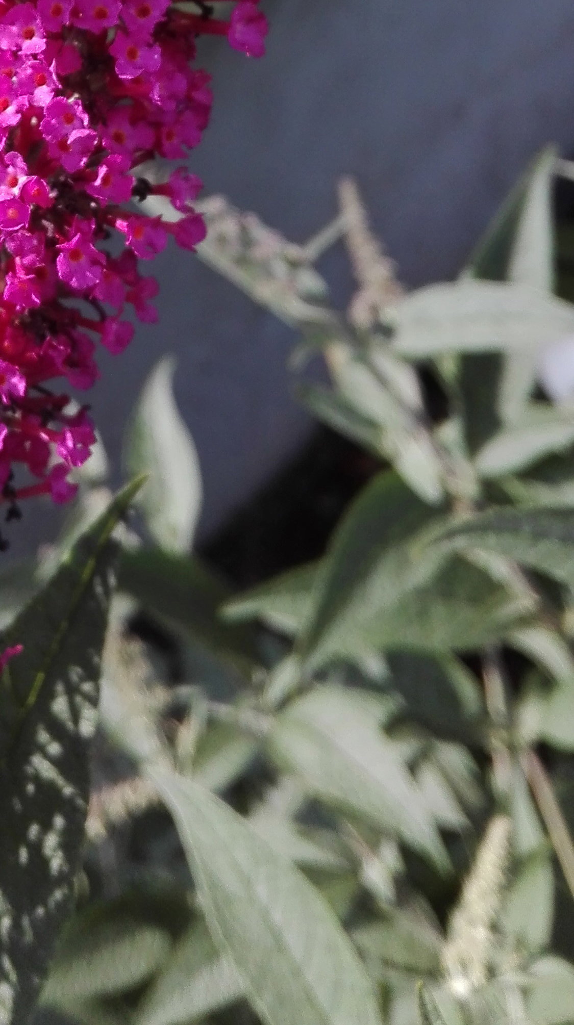 Budleja Dawida przyciąga motyle