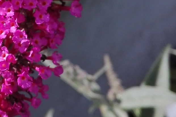 Budleja Dawida przyciąga motyle