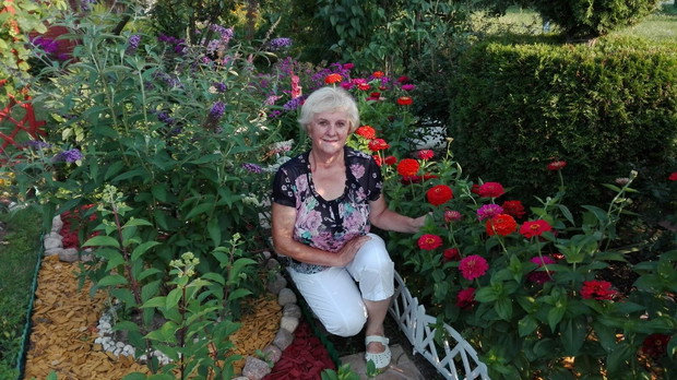 Budleja w towarzystwie cynii jest bardzo oblegana przez motyle, pazie, i rusałki.