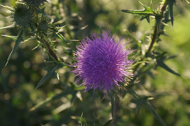 Chwast ale ładnie kwitnie, mąż nie ściął bo myślał że ozdobne