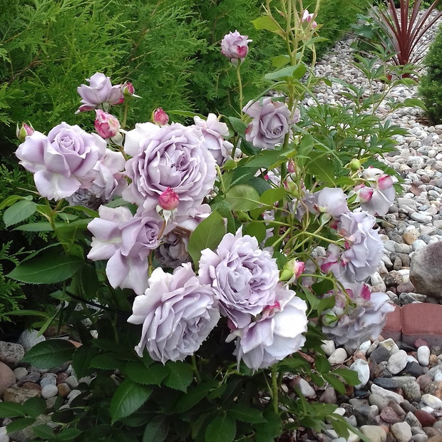 Chyba "novalis" ma piękny lawendowy kolor