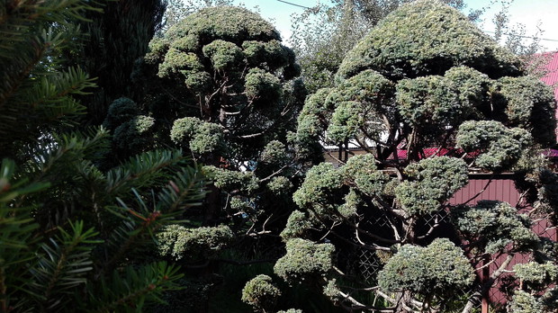 Cyprysy pięknie ukształtowane- dzieło moich rąk.