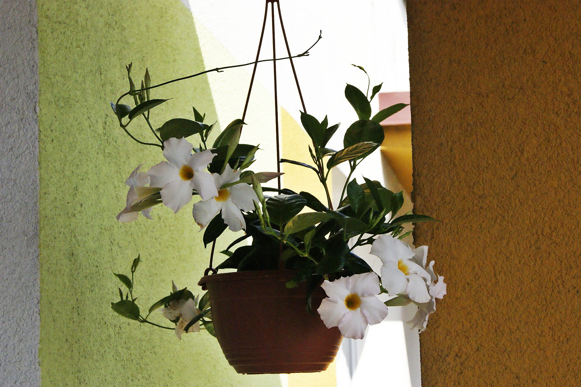 Dipladenia to roślina świetna na upały...polecam