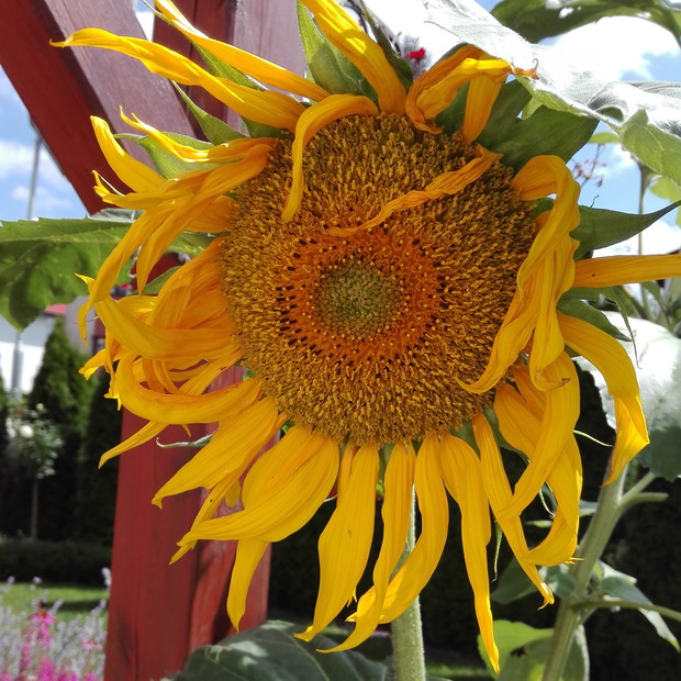 Dla ptaków sadzę co roku słoneczniki.