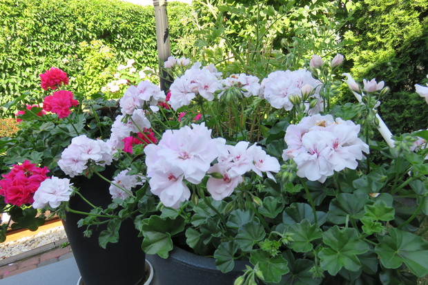 Donice z uroczymi pelargoniami, które uzupełniają rabaty .
