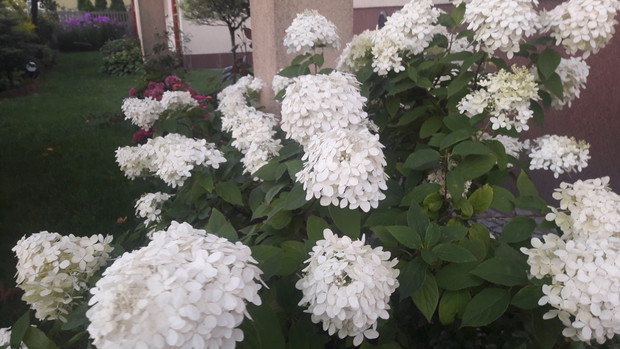 Dorodna hortensja bukietowa