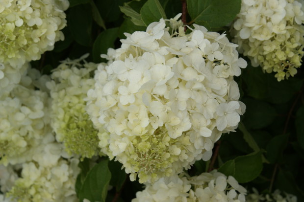 Duże kwiatostany jak piłki bejsbolowe