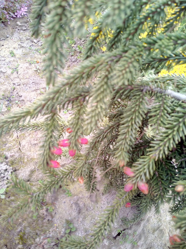 Fajne szyszki różowe na początku później brązowe podłóżne