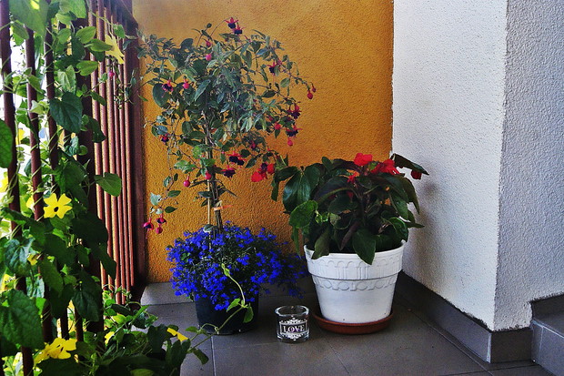 Fuksja w towarzystwie begonii "Dragon"