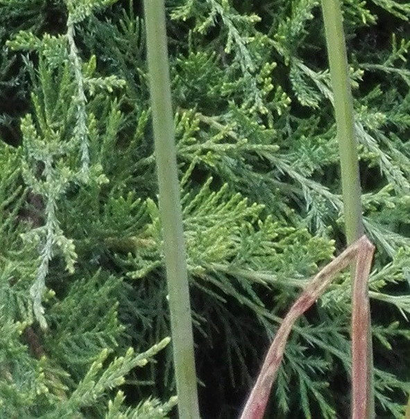 Funkie w pełnej okazałości