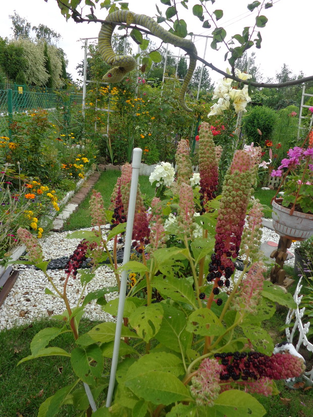 HORTENSJA 3 KOLOROWA

