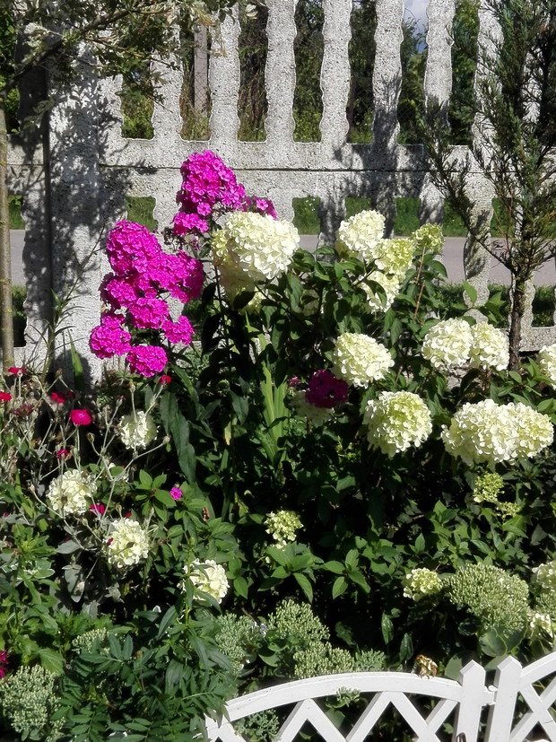 Hortensja bukietowa połączona z floksami