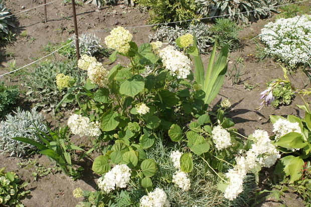Hortensja drzewiasta, młodziutka
