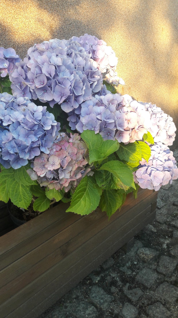 Hortensja w skrzyni