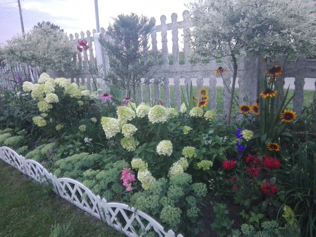 Hortensje,budleje dawida,firletka,rudbeka,rozchodnij