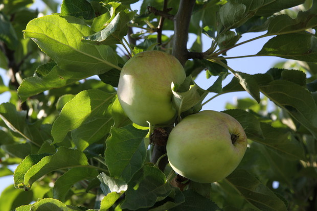jabłonie 
