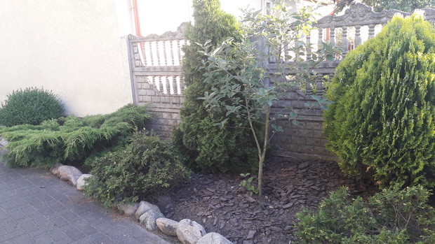 Jarząb w towarzystwie żywotników