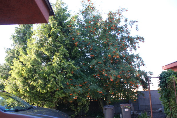 Jarzębina pięknie się rozrosła