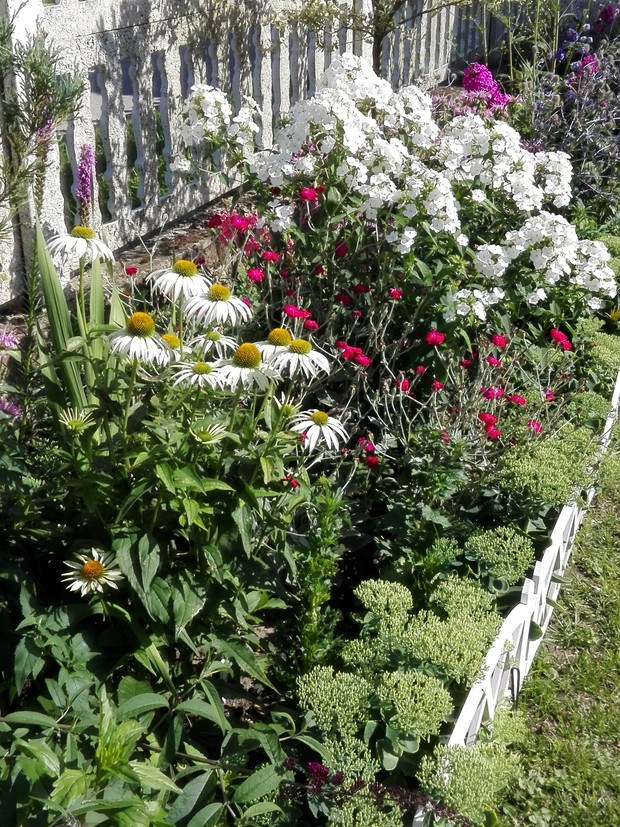 Jezowki firletka latra floksy