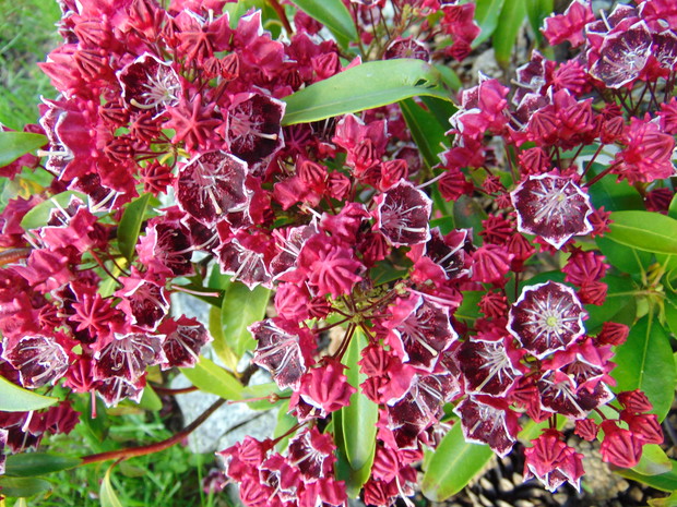 Kalmia w pełnym kwiecie