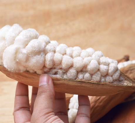 Kapok, owoc puchowca pięciopręcikowego zawiera włókna z powodzeniem wykorzystywane w przemyśle (zdj.: Fotolia.com)