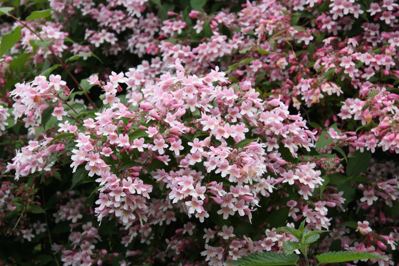 Kolkwicja chińska w czasie kwitnienia obsypuje swoje pędy morzem kwiatów (zdj. Fotolia.com)