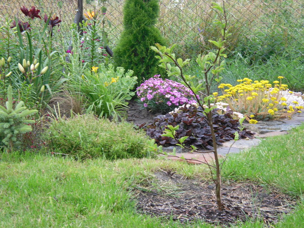 Kolorowa rabata w pełnym słońcu