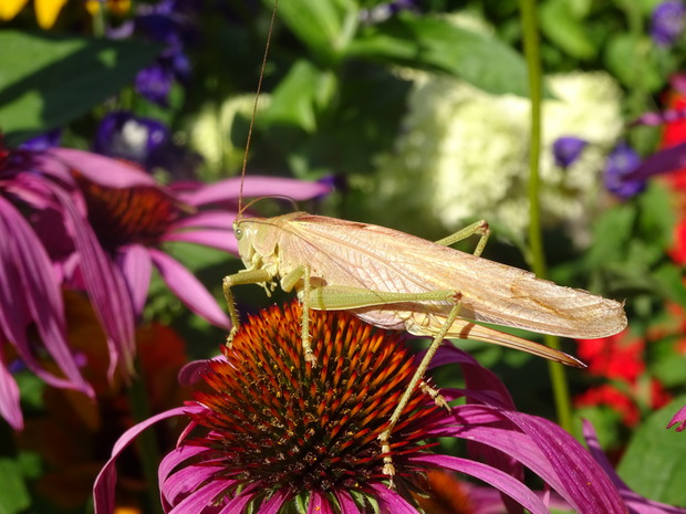 Konik polny zmienił kolor na lekko różowy.