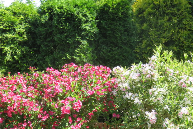 Krzewuszki pięknie zakwitają co roku, uwielbiają sąsiedztwo tui.
