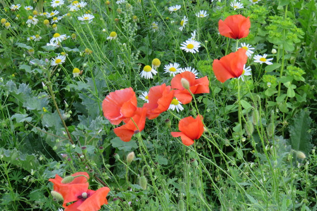 Kwitnąca łąka – a w niej maki, rumianki, łubiny, nasturcje itp., jedne kwiaty zakwitają a drugie 
przekwitają. Nie duża, ale jak ważna dla pszczół, źródło nektaru. Często odwiedzana jest  też przez motyle, pasikoniki, koniki polne, świerszcze itp.
