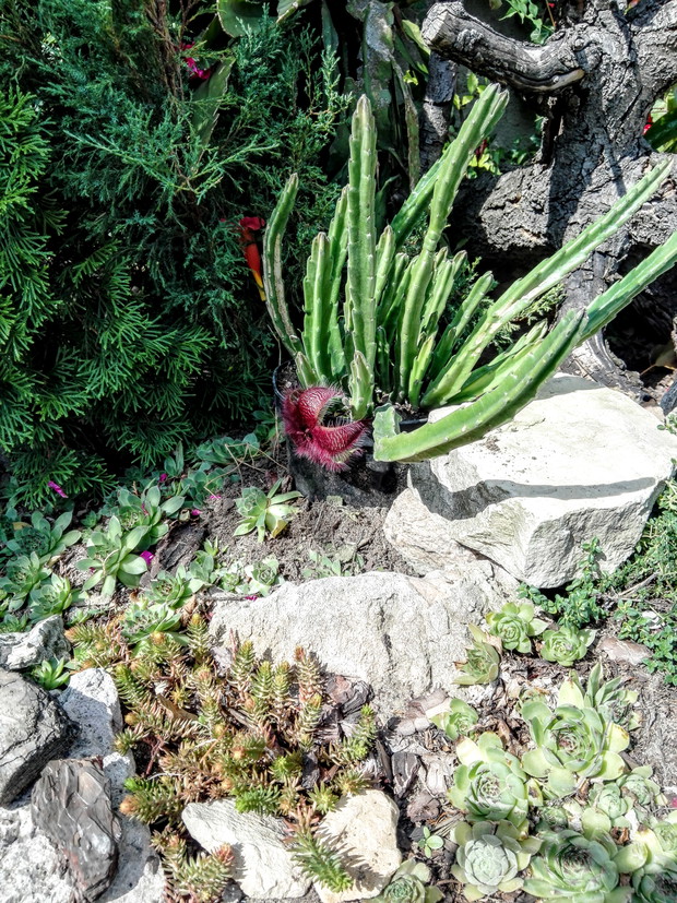 Kwitnący kaktus, storczyk pustyni 