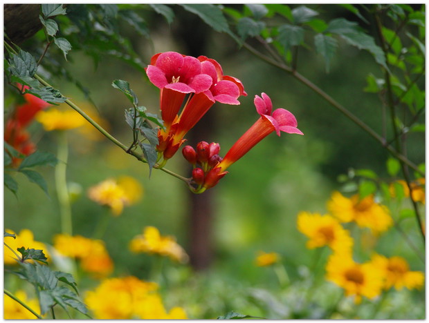 Kwitnący milin amerykański. Tej zimy trochę ucierpiał 