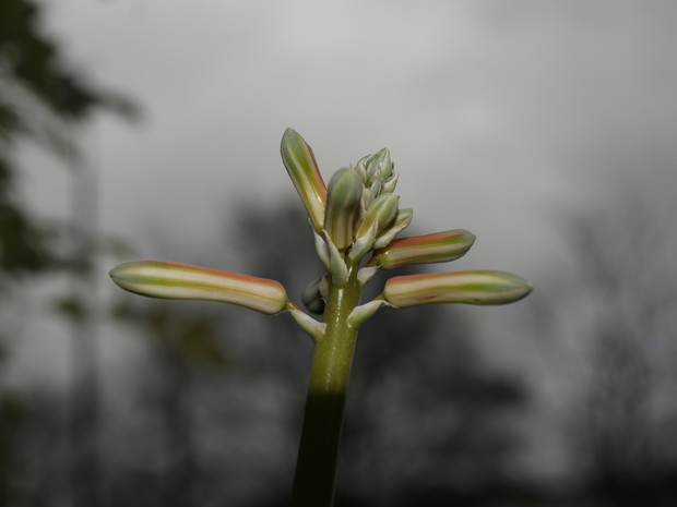 Kwitnący ostatnio jeden z kaktusów 
