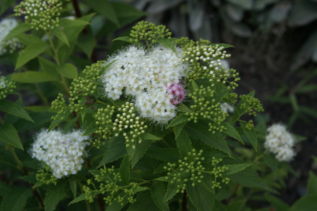 Ładnie kwitnie trochę biało trochę różowo