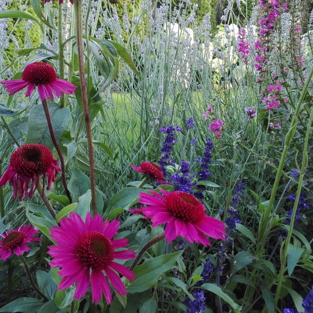 Lawenda i jeżówki przyciągają owady.