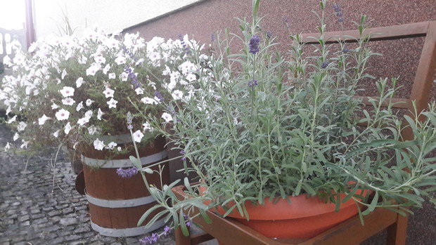 Lawenda i surfinie w nietypowych kwietnikach