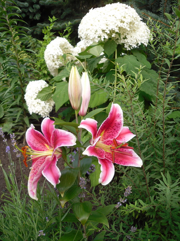 Lilie i hortensje