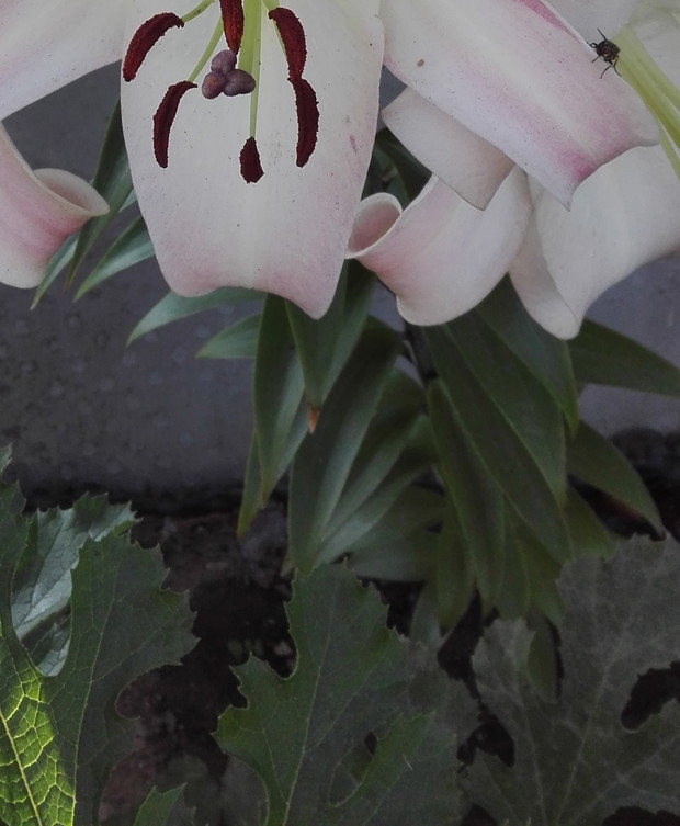 lilie - moja druga miłość