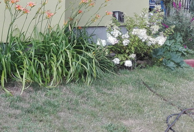 liliowce zagospodarowały sobie wieksza część południowej ściany