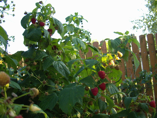 Malinki, ktoś już jedną skubnął