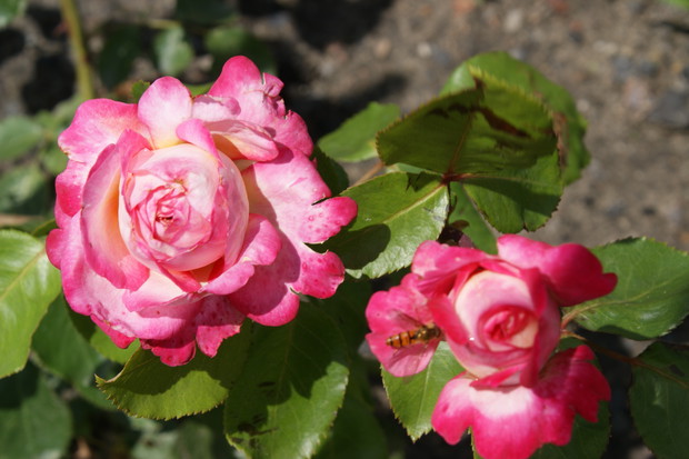 Miały być żółte:) Tak pisało na opakowaniu