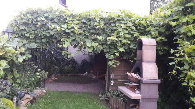 Miejsce do grillowania , w głębi kilkuletni winogron
