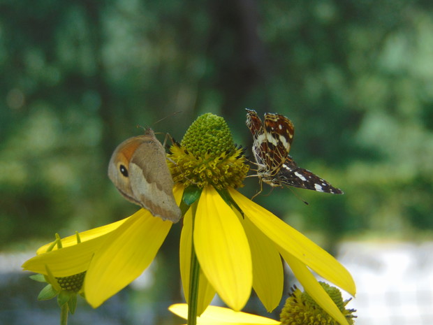 Miłe spotkanie przy nektarze