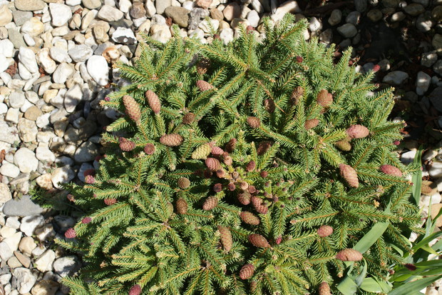 Miniaturki z przodu domu