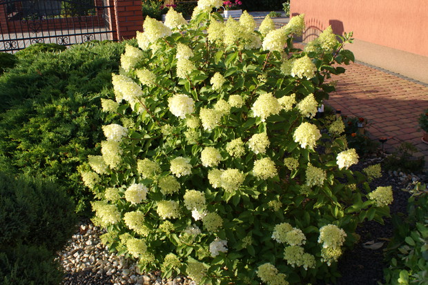 Moja duma, na początku były trzy gałązki