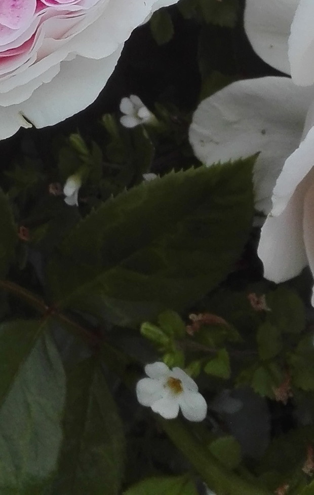 moja róża - moja miłość