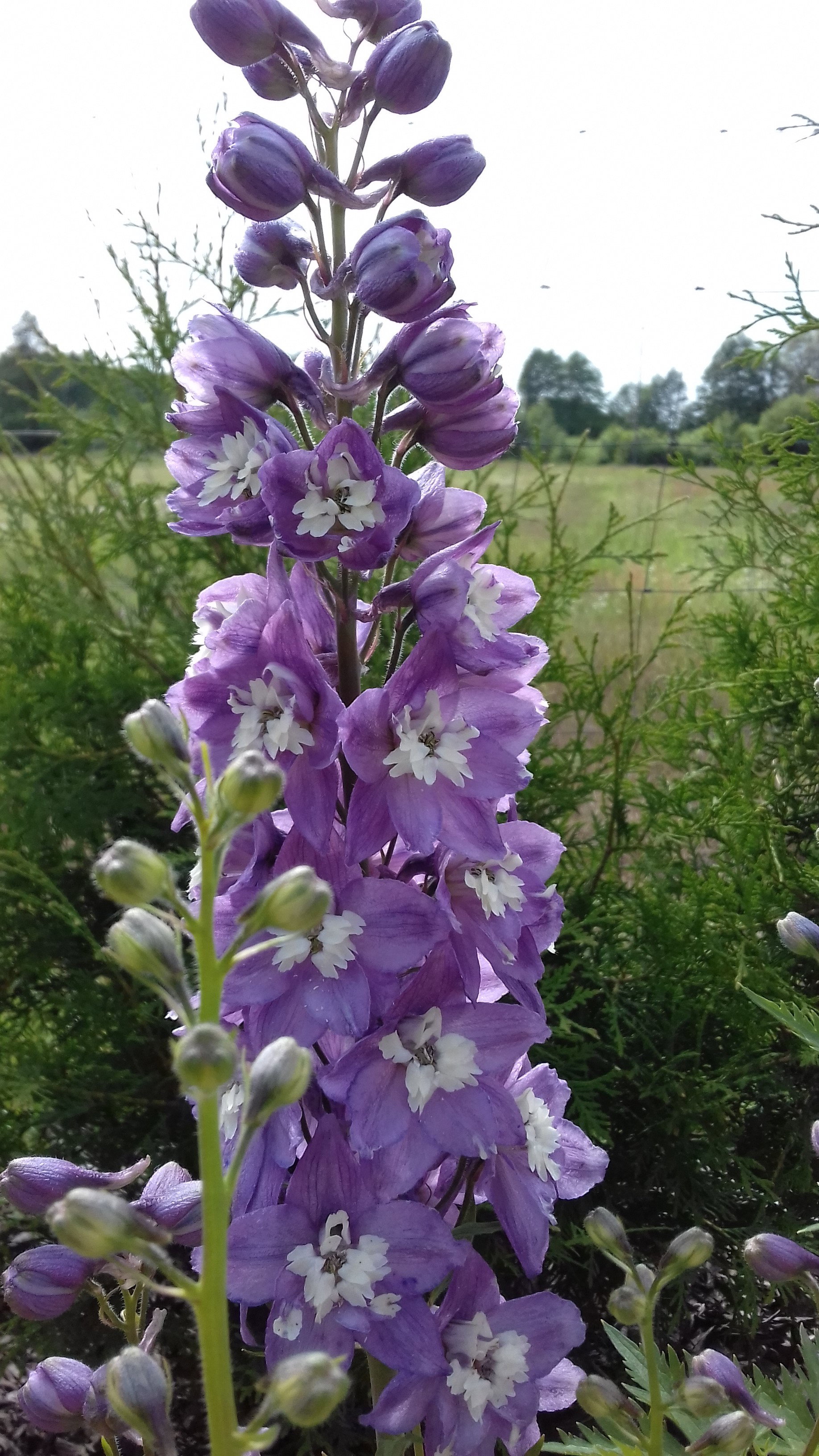 Moja ulubiona ostróżka