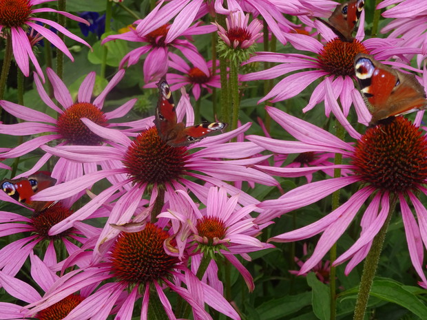 Motylki - rusałka pawik.