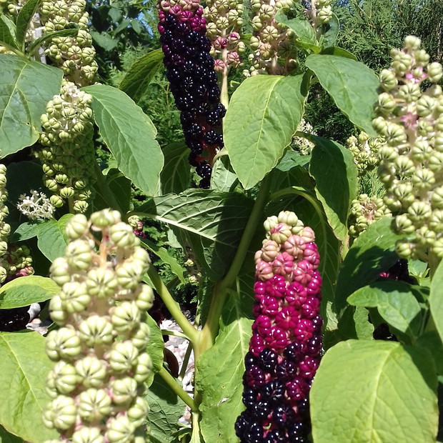 Może ktoś wie jak nazywa się ta roślina?, Zaczyna kwitnąć na biało potem zawiązuje takie owoce, które do jesieni są prawie czarne.
