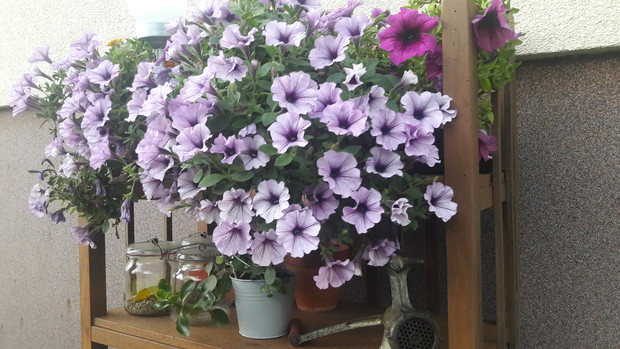  Na górnej półce okazała surfinia, poniżej stare słoje z nasionami.